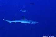 Triaenodon obesus Requin corail Maldives Miyaru kandu-17m-20240427-da-DSC_7295_tn